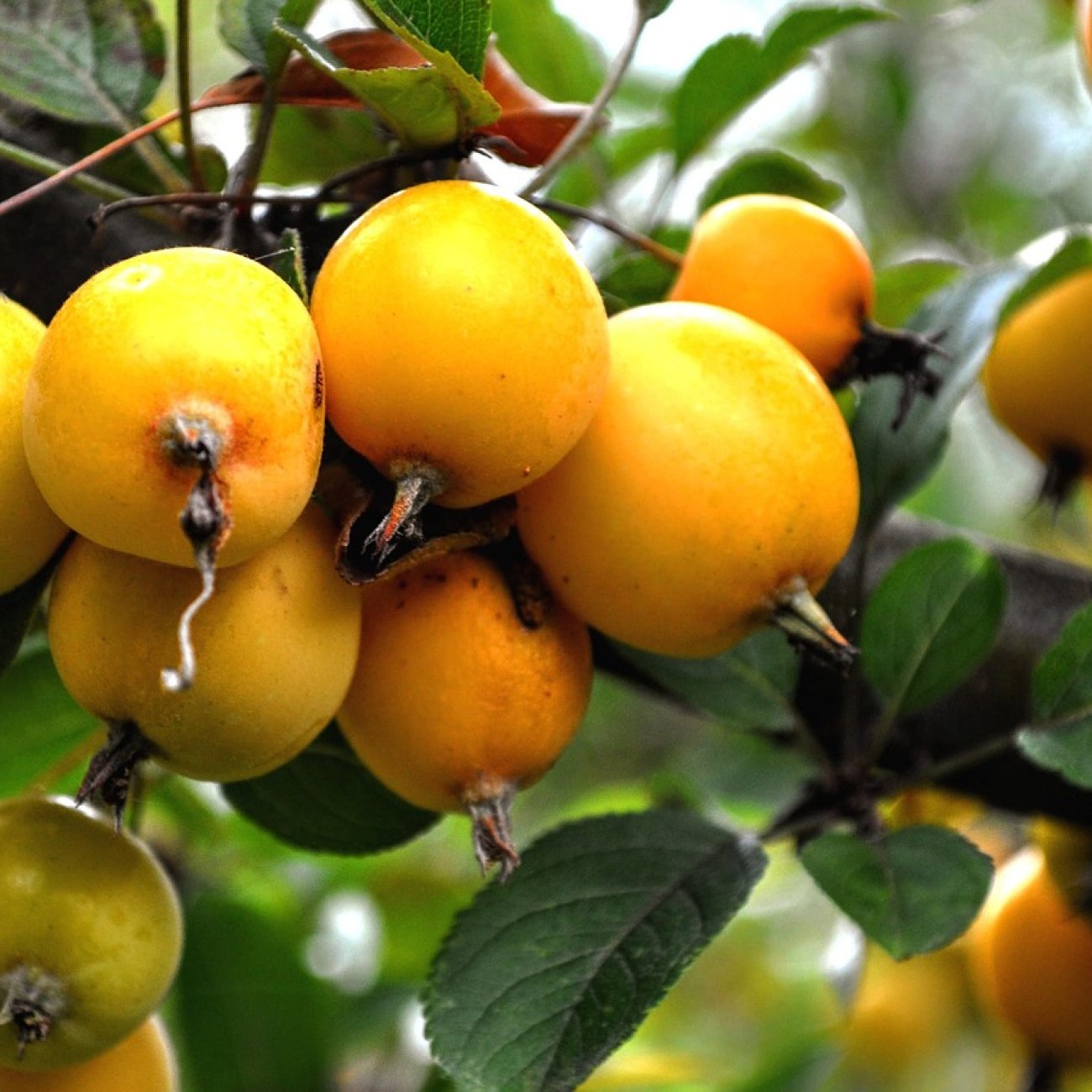 Obrázok Okrasná jabloň (Malus) ´Comtesse de Paris´ - výška 90-120 cm, kont. C9L